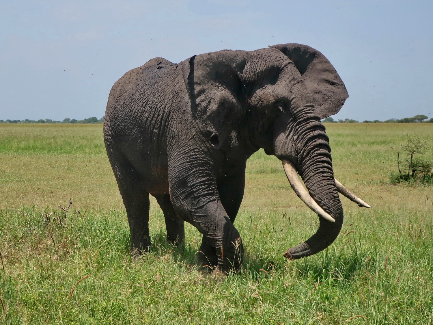 Huge Elephant in the savanna of Tarangire National Park